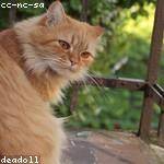 Althea Dibbert Profile Picture