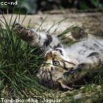 Angie Predovic Profile Picture