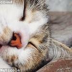 Carol Cassin Profile Picture