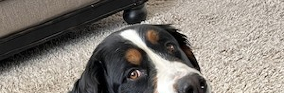 Utah Bernese Mountain Dogs Cover Image
