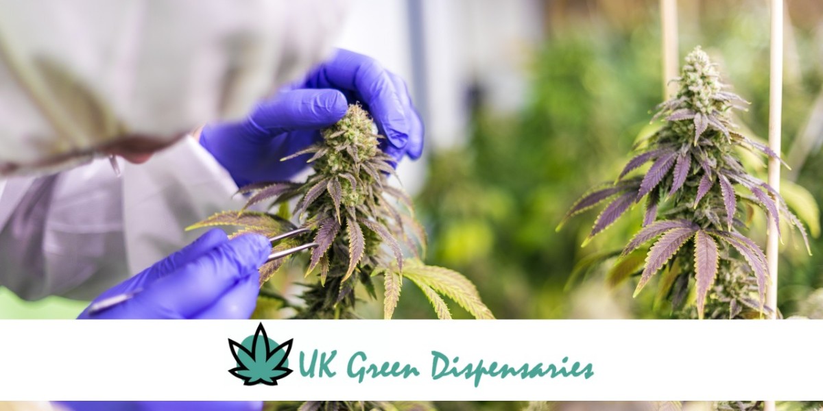 The Rise of CBD: Where to Find and Buy CBD Products in the UK