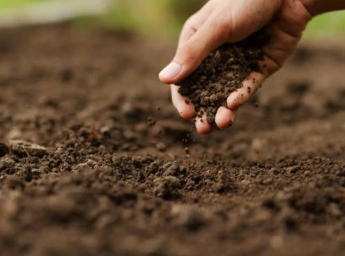 Seeds of Home: Cultivating a Thriving Garden with Potting Soil and Vegetable Seeds | Vipon